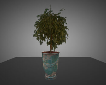 plant